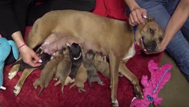 比特犬媽媽用身體護住8個狗崽崽，信任人類後放心讓人類拿小狗