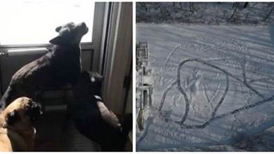 大雪過後，主人給家裡21只狗狗挖了個「雪地迷宮」，惹網友羡慕：太炫酷