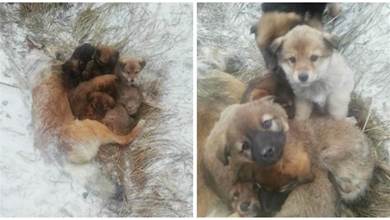 狗媽躺在雪地裡被凍僵，7只小狗還在牠懷裡取暖，怎麼也不願離開