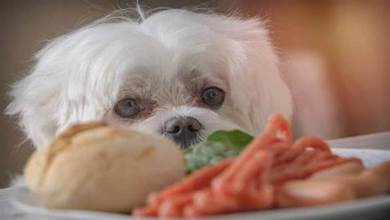 狗狗吃膩狗糧？這6種「輔食」 拌狗糧，能讓狗狗食欲大增