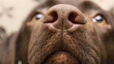 狗鼻子藏秘密，狗狗的身體健康也和它有關！