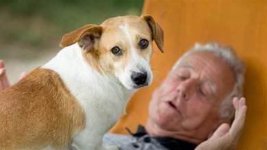 有好習慣的狗狗普遍很長壽，主人別不當回事，注意狗狗的身體變化！