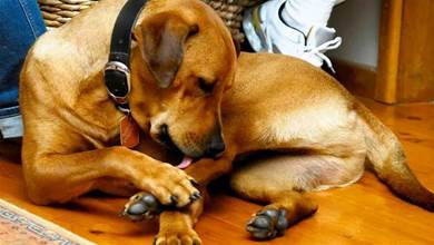 狗狗頻繁「舔爪子」，可能是身體不適造成的，主人要重視
