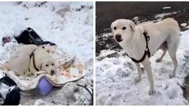 剛生完小狗的拉布拉多犬，卻堅持留在冰天雪地，以為還能和孩子團聚