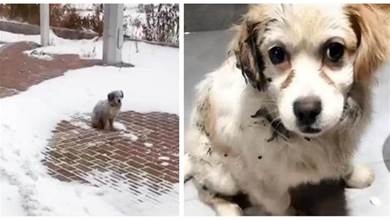 零下20度，流浪狗無處可去，只能站在雪中發抖：好想有個家