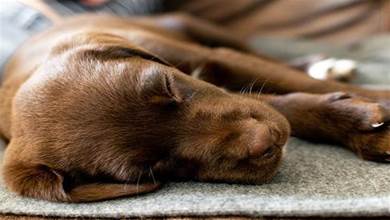 如何分辨狗狗是否健康，睡前有這些舉動，說明牠很健康