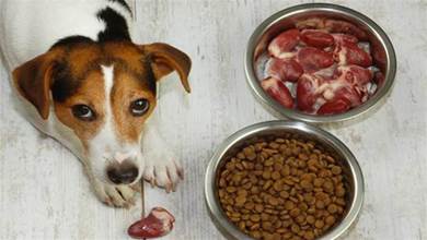 狗狗不光要吃狗糧，有些食物既有營養，還是狗狗的最愛