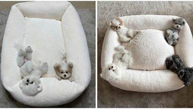 4只迷你狗狗睡一個狗床，太小一隻，可愛得像娃娃