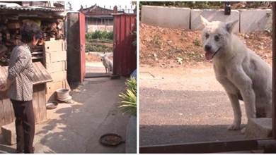 愛犬離去後，流浪狗伴隨奶奶4年，受傷後只敢在遠處看著奶奶