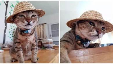擔心貓咪被曬，鏟屎官買小小草帽，貓咪戴上變「魯夫」：朕要征服大海
