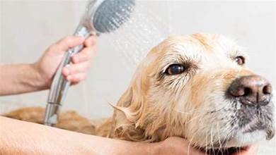 給狗狗洗澡也有技巧，5大誤區不要犯，寵主別不當回事