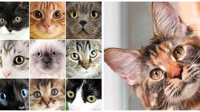 貓咪的臉型決定性格？方形、圓形、三角，哪個臉型的貓性格最好？