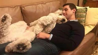 狗狗為什麼喜歡靠著主人睡，不僅僅是「喜歡主人」那麼簡單