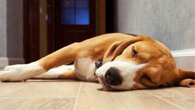 原來狗狗的「睡姿」並不是隨心所欲，不同姿勢是代表不同的心情