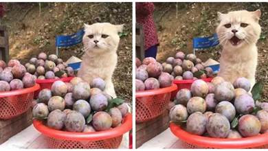 貓貓被鏟屎官帶去賣水果，滿臉愁容，貓：怎麼沒人來買呀？
