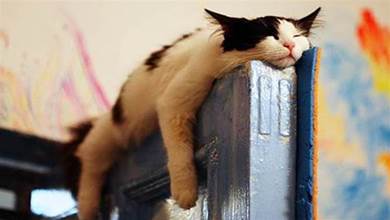 你的貓能在哪些奇怪的地方睡覺？網友：除了貓窩，哪裡都能睡