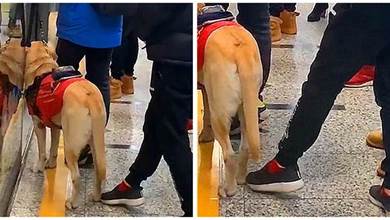陌生人用腳不停挑釁導盲犬，可看著身邊主人，狗狗選擇忍耐