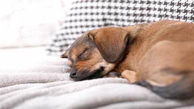狗狗是否缺乏安全感，看牠的「睡姿」和「睡覺地方」就知道