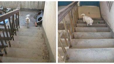 狗狗流浪一年突然回家，屋子卻已經換了主人，每天爬5樓「尋找家人」