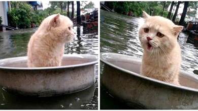 家鄉遇到大水了，主人把貓咪放盆裡幫牠逃生，主子的眼裡全是戲