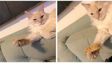 網友表示家中貓一直托著薯片快10分鐘了，不知是何意？求解線上急