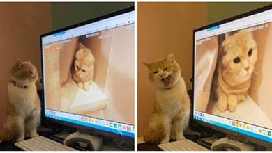 主人在網上狂吸別的貓，家裡貓看到後非常生氣，小表情太可愛惹~