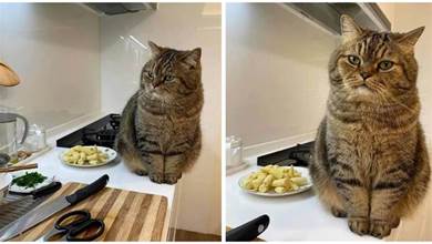 主人每次炒菜時，貓貓都在邊上緊盯：給朕好好做~
