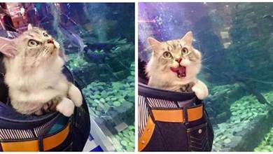 主人帶貓咪外出遊玩，一到海洋館，貓咪的表情瞬間亮了：自助大餐！