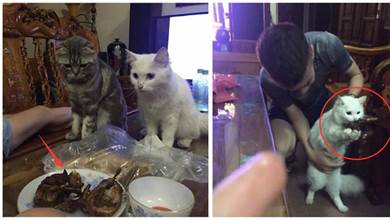 小饞貓想偷吃烤雞，下一秒被發現後咬著不放：偶憑本事偷滴