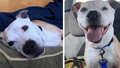 16歲的狗狗得知自己被領養後，一直笑個不停，超治癒：終於有家了！