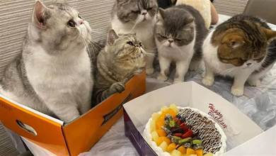 給貓貓過生日，買來大蛋糕牠們不理睬，原來都愛「紙箱」