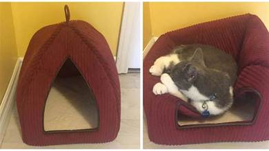 貓咪邏輯定律：家裡哪兒都能睡，就是絕對不睡貓窩裡