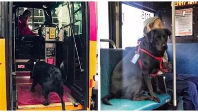 狗狗丟下主人，獨自乘公車外出，受乘客熱烈歡迎：我們全愛牠~