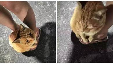 網友出門被一隻貓「碰瓷」，一屁股坐在腳上：你要養我囖！