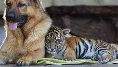 猛獸也溫柔！狗狗從小照顧小老虎，跨物種的友誼好治癒