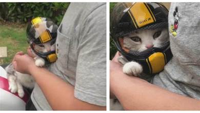主人帶著貓咪去兜風，還給牠帶上「專屬帥氣小頭盔」，超萌