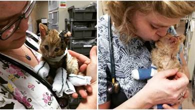 五周大的小橘貓被困於大火中，被救後的狀態讓每個人都驚歎不已