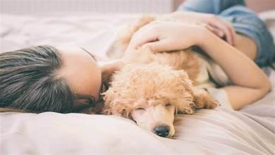 寵物狗為什麼愛跟主人睡？原因有5個，鏟屎官：看完不忍心趕走了