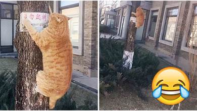 橘貓在樹上瑟瑟發抖，瞧了一眼樹下明白了：這就輸了？!