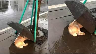 雨中樹下躺著一隻流浪狗，女人為牠撐起一把傘：對不起不能給你更多