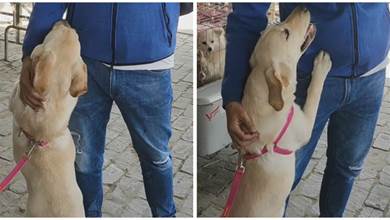狗市中，狗狗抱著人類的腿不讓走：能帶我回家嗎？
