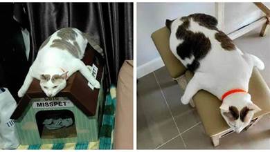 網友家貓咪睡覺用超奇怪姿勢，惹網友笑噴：上輩子是烏龜？
