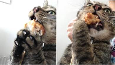 主人點了一份炸雞，貓咪趁機偷吃，被發現後，急忙將食物塞進嘴裡