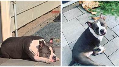 街上躺著一隻流浪的比特犬，重達68斤默默忍受炎熱，前主人嫌牠太胖了