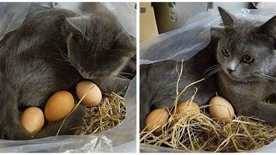 貓咪偷走雞蛋，竟躲在家中角落孵小雞，努力養活鏟屎官