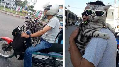 超酷貓貓「頭戴墨鏡」坐摩托車外出兜風，吸引了大批粉絲：太拉風~