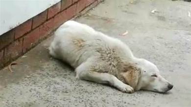 流浪狗故意睡在路邊，只為求人收養，1年來有人餵食就跟對方走