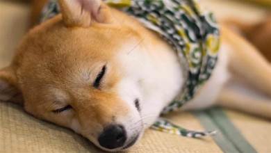 狗狗睡在不同的地方，其實有著不同含義，寵主需要多關心