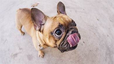 為什麼狗狗超愛舔鼻子？專家透露：這會讓狗狗心情更好