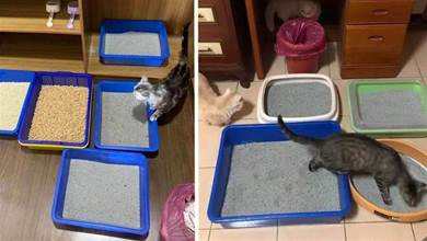 鏟屎官養5只貓咪，卻放了9個貓砂盆，道出原因讓人哭笑不得